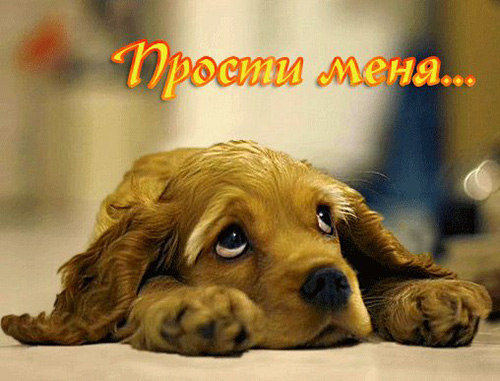 Открыть в полном размере Прости меня