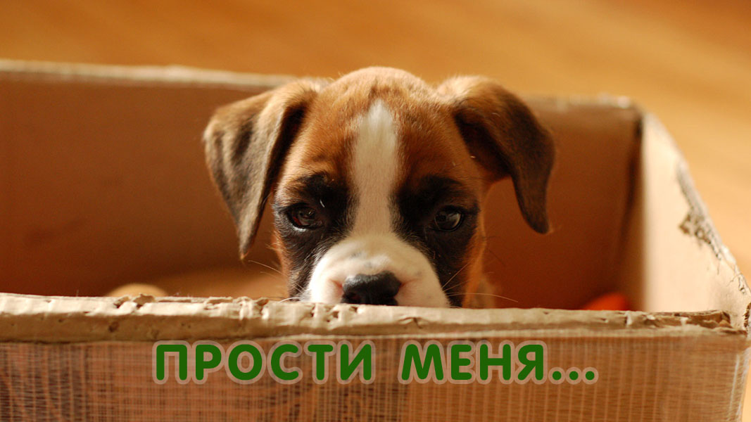 Открыть в полном размере Прости меня